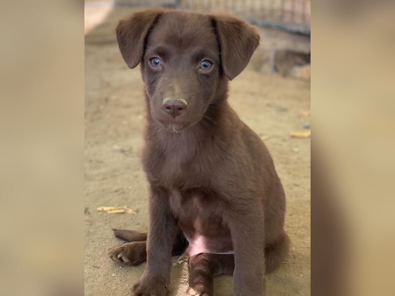Dijon, geb. ca. 08/2025, lebt in GRIECHENLAND, auf einer privaten Pflegestelle