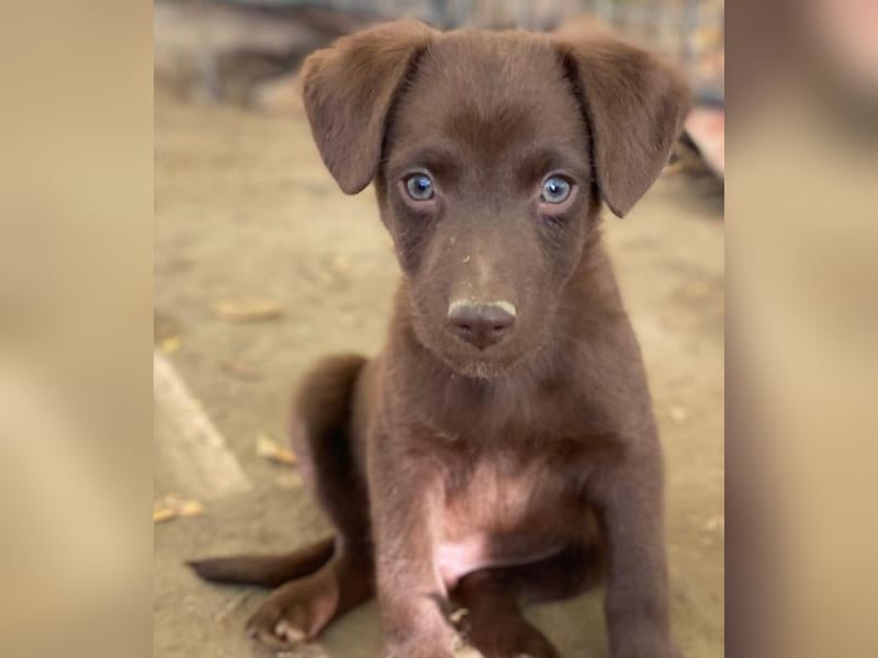 Dijon, geb. ca. 08/2025, lebt in GRIECHENLAND, auf einer privaten Pflegestelle