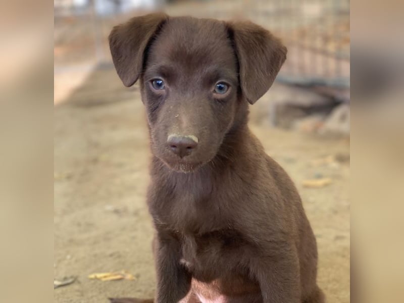 Dijon, geb. ca. 08/2025, lebt in GRIECHENLAND, auf einer privaten Pflegestelle