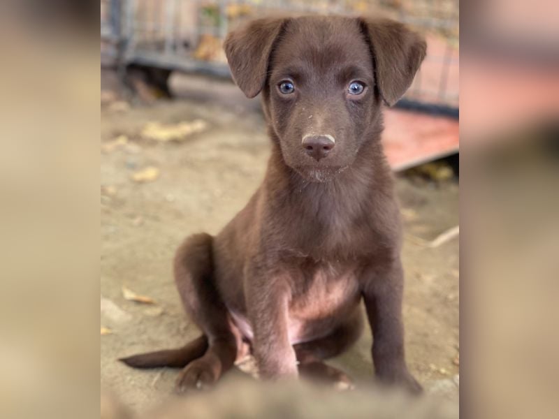 Dijon, geb. ca. 08/2025, lebt in GRIECHENLAND, auf einer privaten Pflegestelle