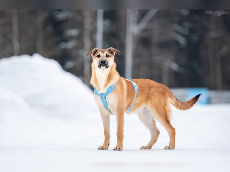 Freundlicher Tosha sucht sein Zuhause
