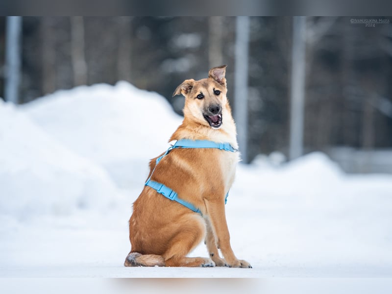 Freundlicher Tosha sucht sein Zuhause
