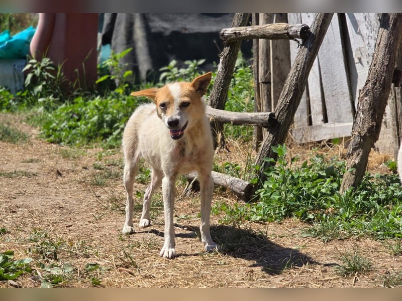 Hope- schüchterne Maus sucht ihr Zuhause