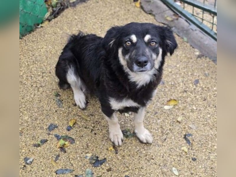 Liebevolle, ausgeglichene Tonga sucht ihre Menschen