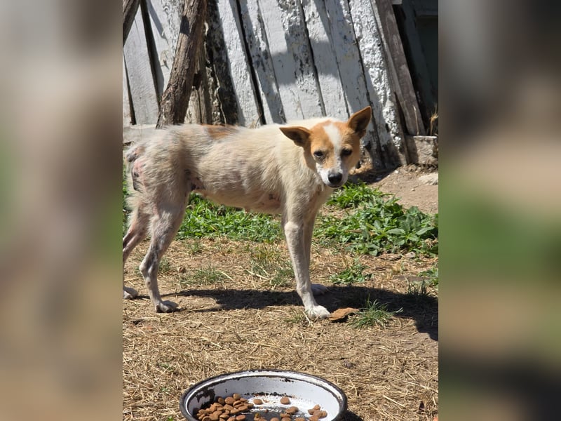 Hope- schüchterne Maus sucht ihr Zuhause