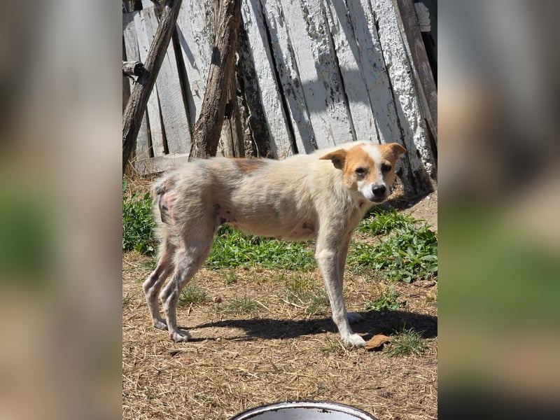 Hope- schüchterne Maus sucht ihr Zuhause