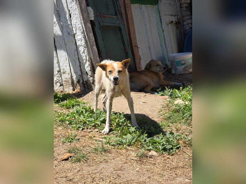 Hope- schüchterne Maus sucht ihr Zuhause