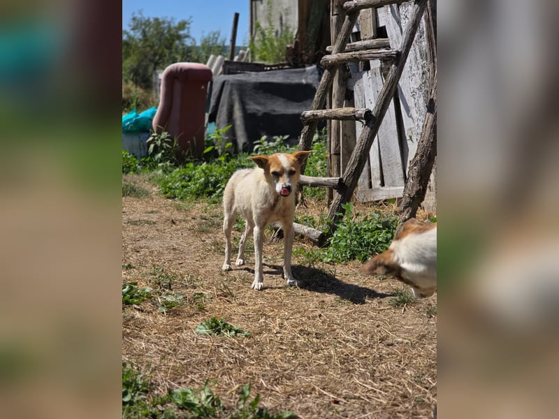 Hope- schüchterne Maus sucht ihr Zuhause