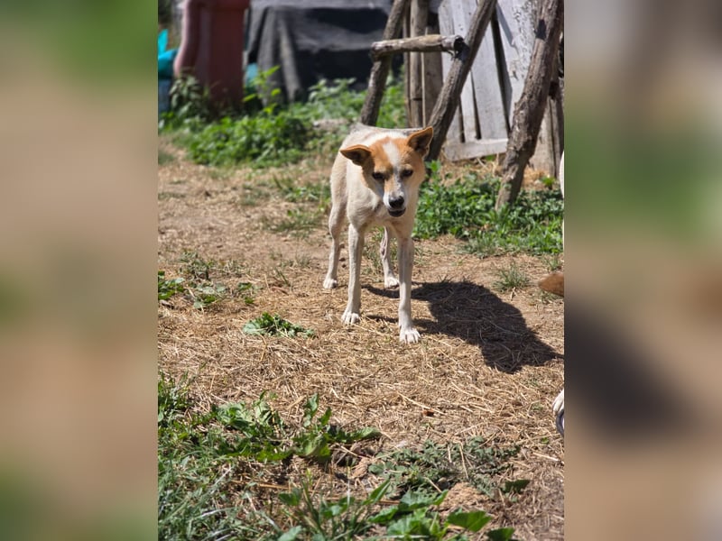 Hope- schüchterne Maus sucht ihr Zuhause