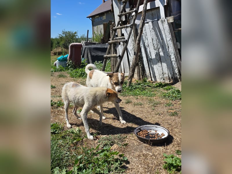 Hope- schüchterne Maus sucht ihr Zuhause