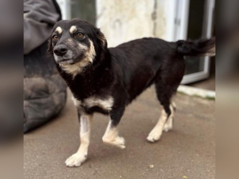 Liebevolle, ausgeglichene Tonga sucht ihre Menschen