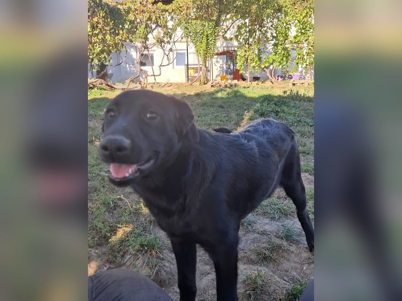 Süßes Welpenmädchen Holly