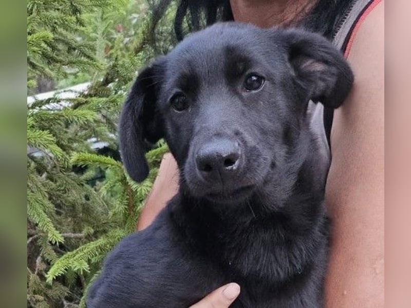 Wundervolle Holly sucht ihre Menschen