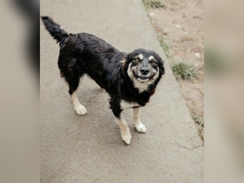 Liebevolle, ausgeglichene Tonga sucht ihre Menschen