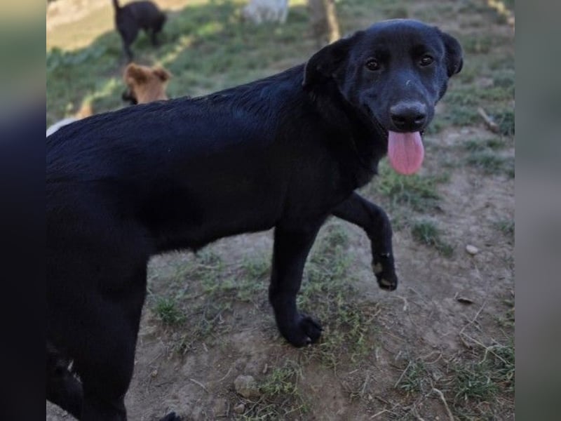 Wundervolle Holly sucht ihre Menschen