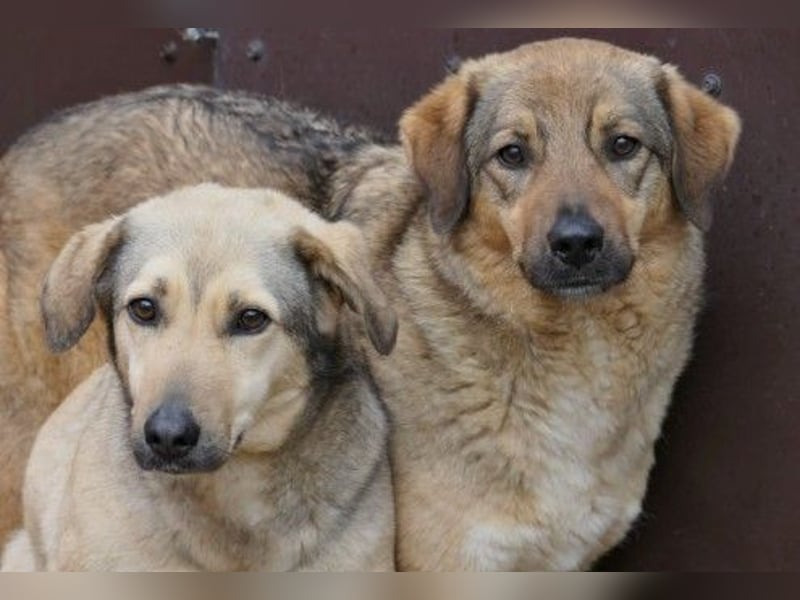 Wunderschöne Laura sucht ihre Menschen