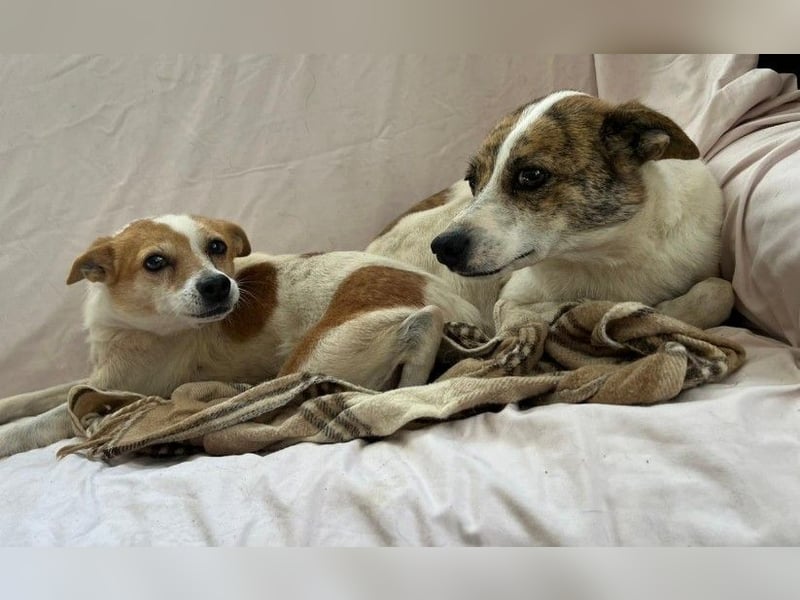 Hope- schüchterne Maus sucht ihr Zuhause