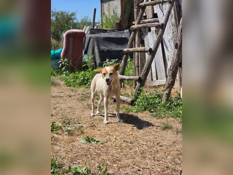 Hope- schüchterne Maus sucht ihr Zuhause