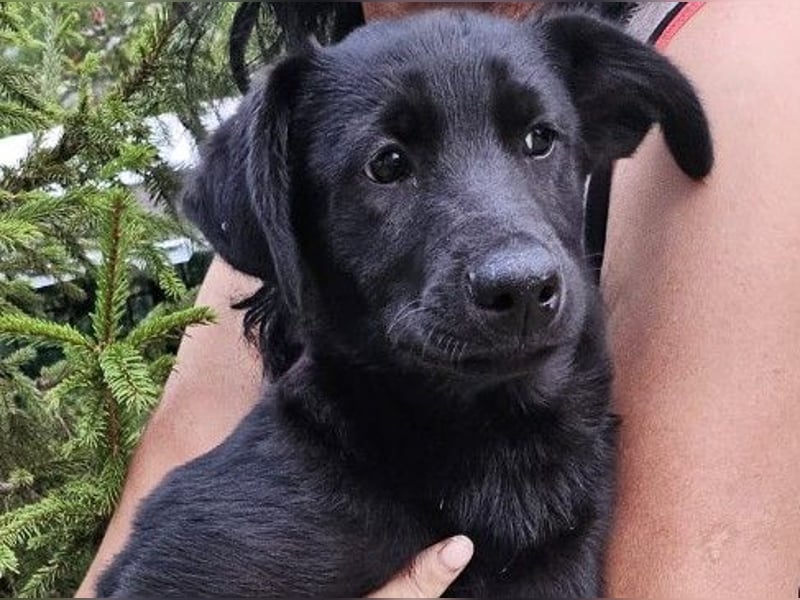 Wundervolle Holly sucht ihre Menschen