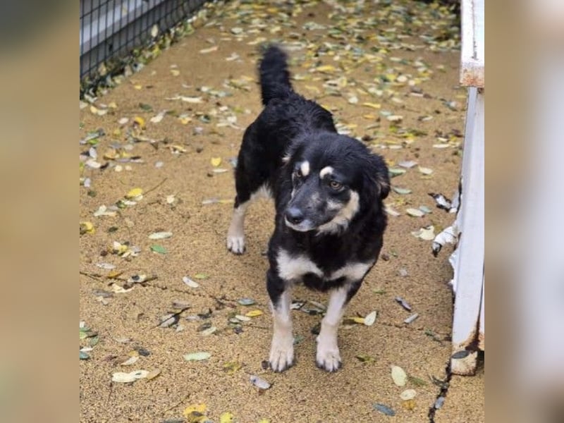 Liebevolle, ausgeglichene Tonga sucht ihre Menschen