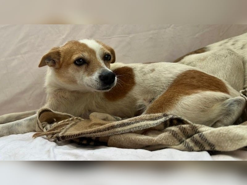 Hope- schüchterne Maus sucht ihr Zuhause