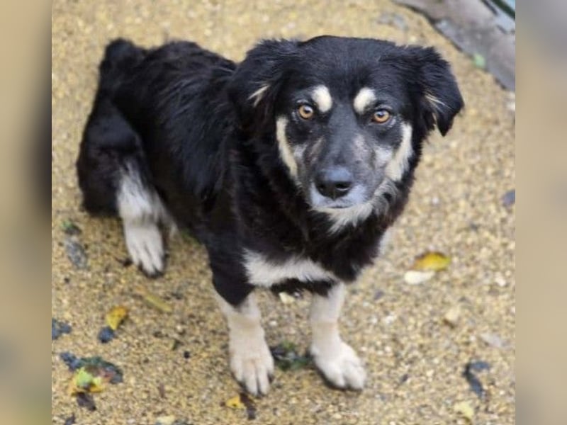 Liebevolle, ausgeglichene Tonga sucht ihre Menschen