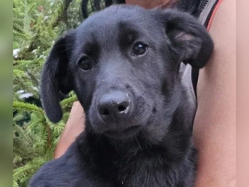 Wundervolle Holly sucht ihre Menschen