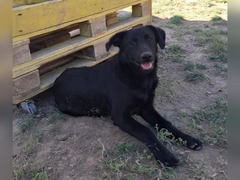 Wundervolle Holly sucht ihre Menschen