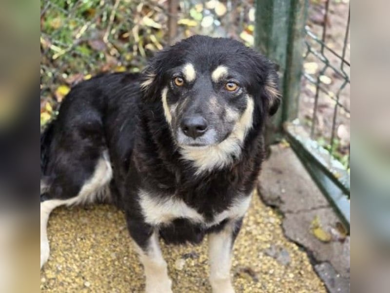 Liebevolle, ausgeglichene Tonga sucht ihre Menschen