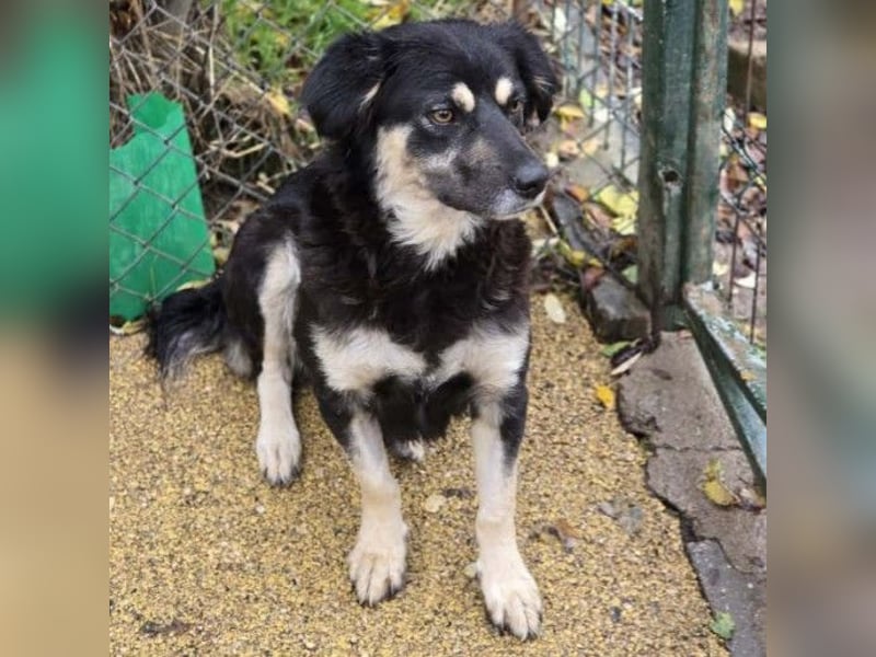 Liebevolle, ausgeglichene Tonga sucht ihre Menschen