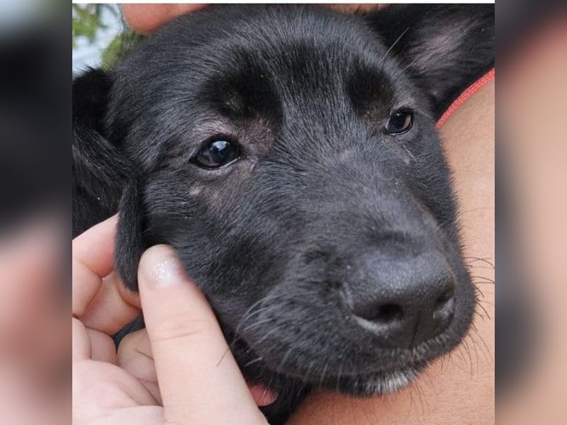 Wundervolle Holly sucht ihre Menschen