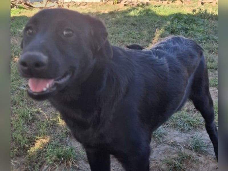 Wundervolle Holly sucht ihre Menschen