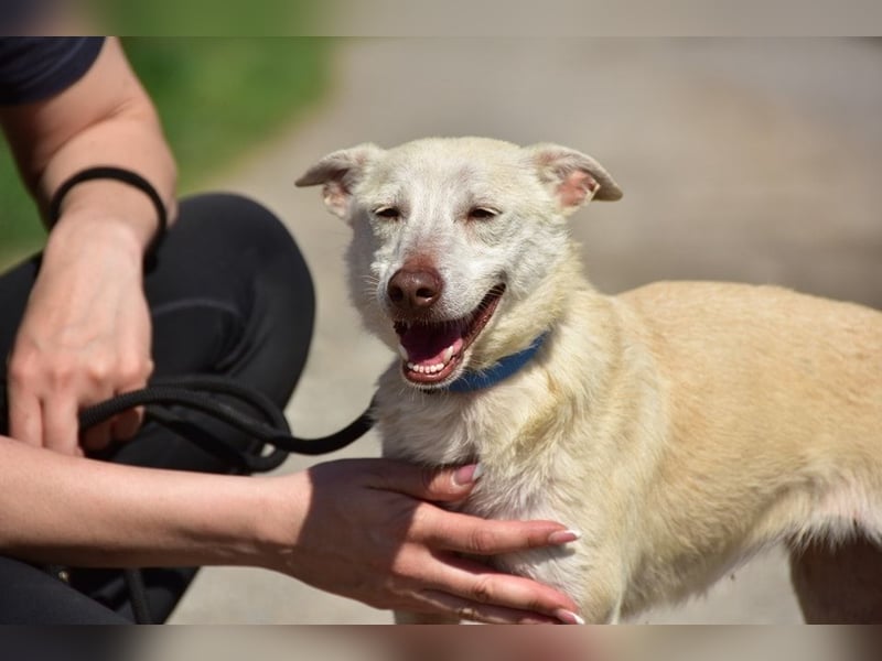 Lu ist eine zarte, sensible Hündin