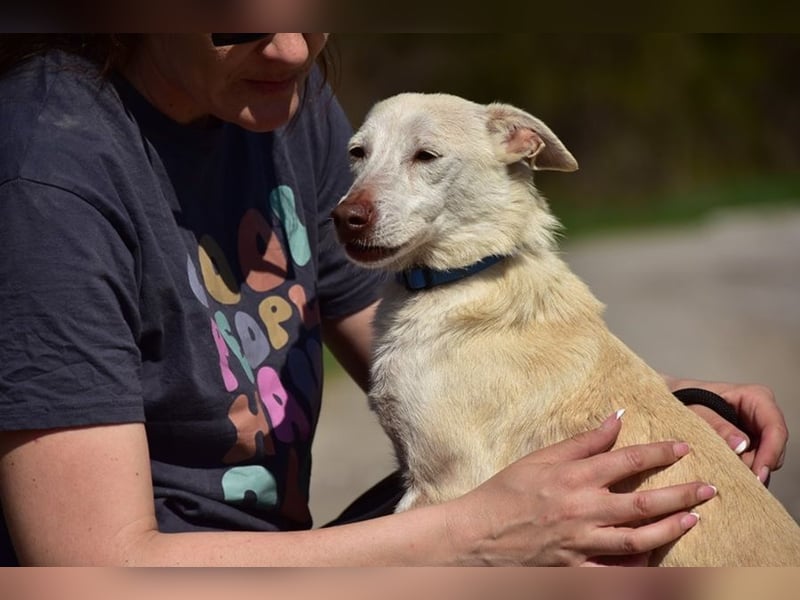 Lu ist eine zarte, sensible Hündin