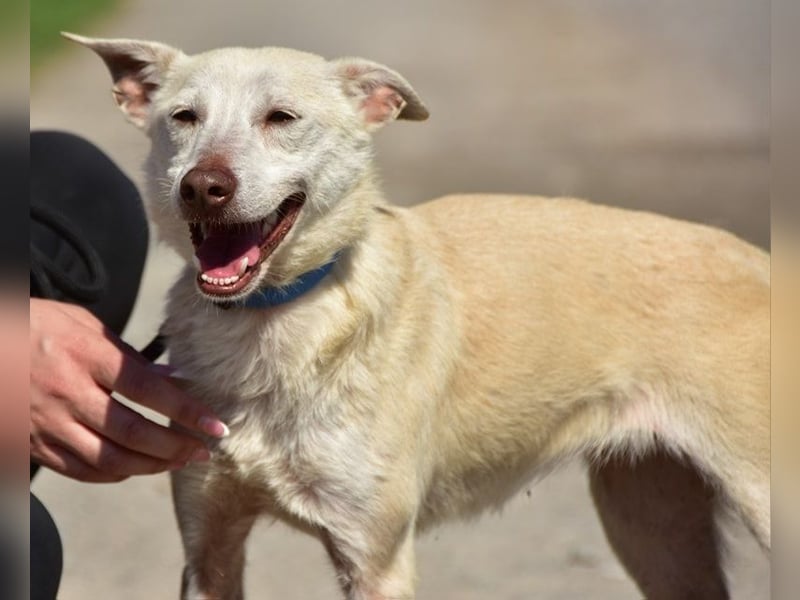 Lu ist eine zarte, sensible Hündin