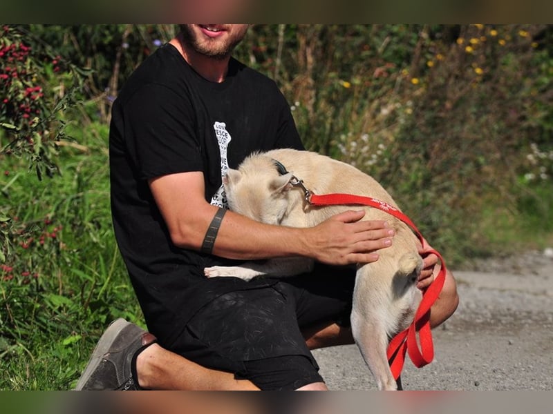 Lu ist eine zarte, sensible Hündin