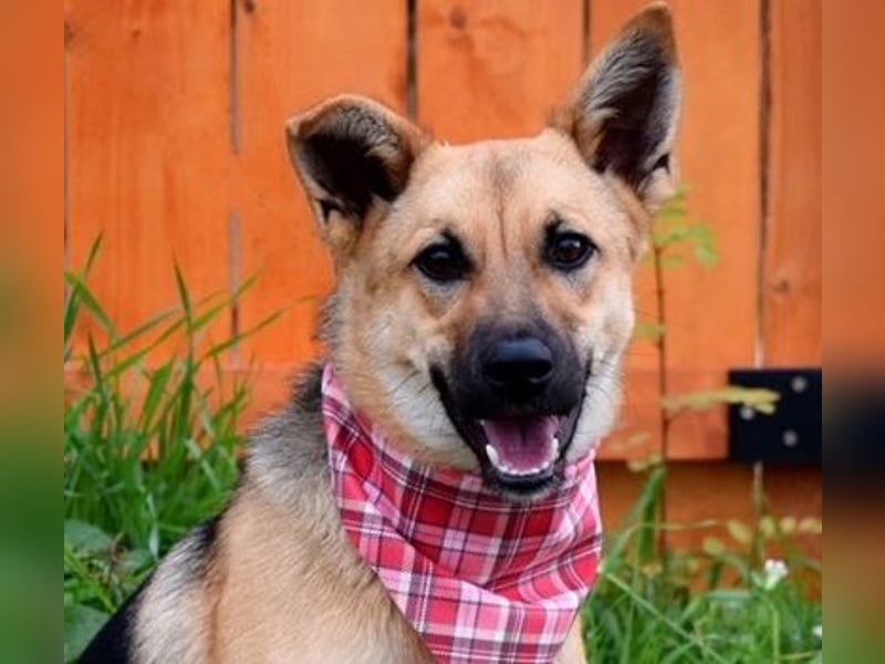 Bahari ist eine gute Laune Hündin Bahari ist eine gute Laune Hündin