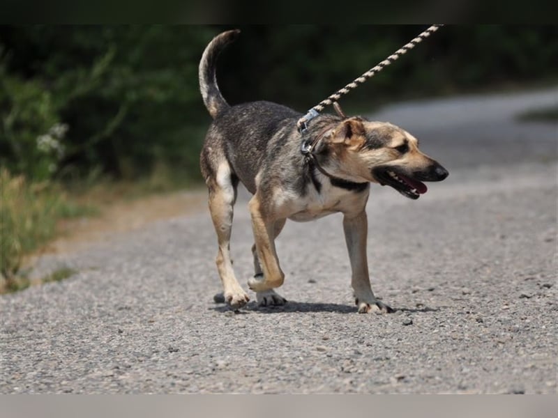 Hant sucht liebevolle, geduldige Menschen