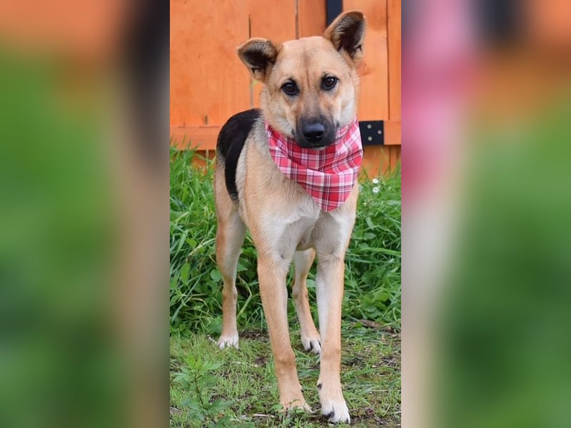 Bahari ist eine gute Laune Hündin Bahari ist eine gute Laune Hündin