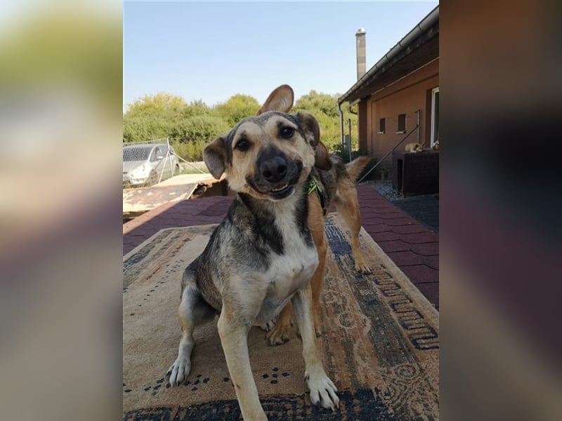 Hant sucht liebevolle, geduldige Menschen