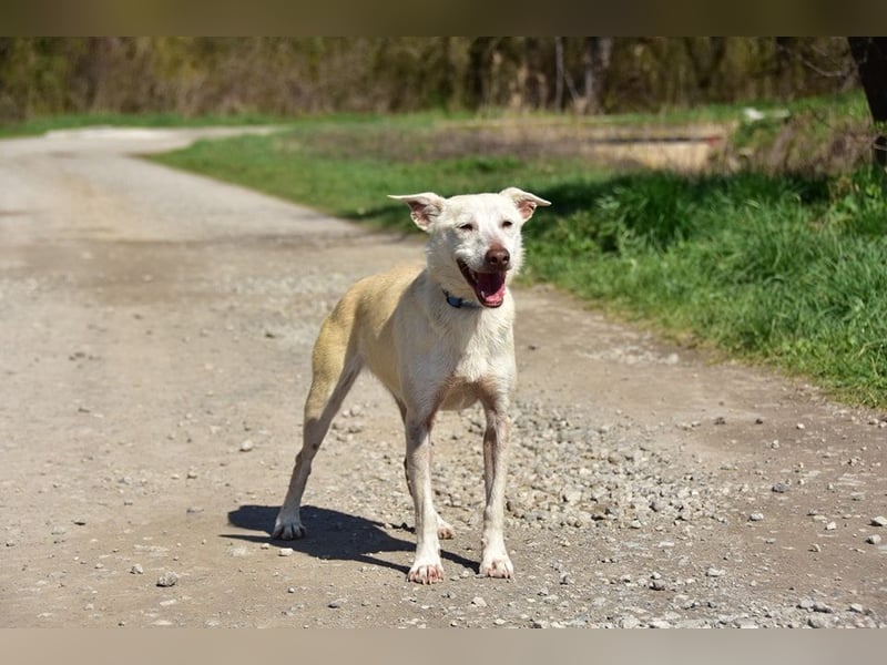 Lu ist eine zarte, sensible Hündin