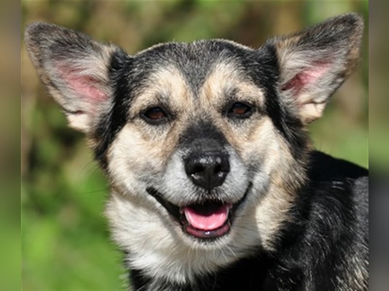 Bojar S240 freundet sich sofort mit jedem an Bojar S240 freundet sich sofort mit jedem an