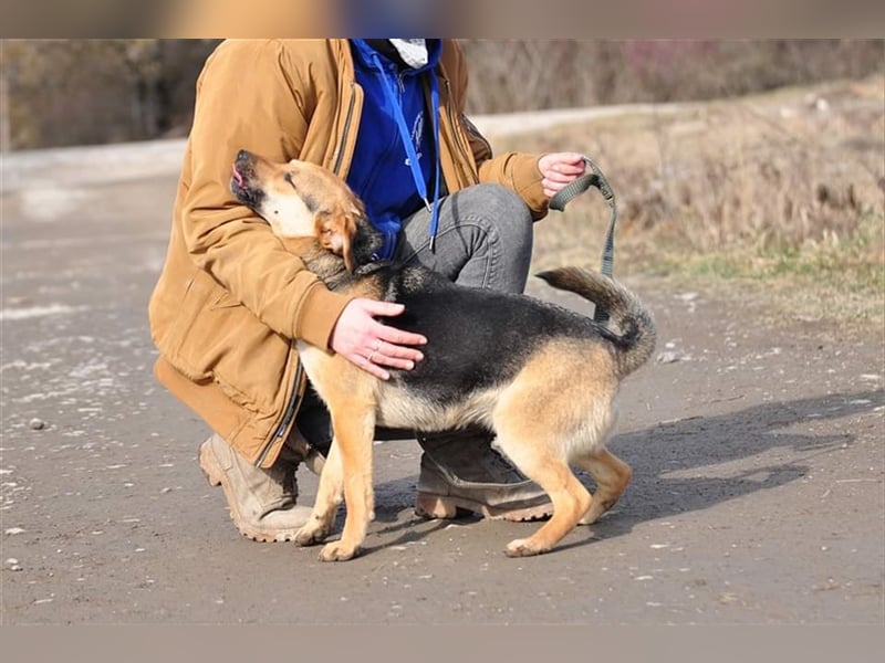 Nala S181 ist mit jedem sofort befreundet