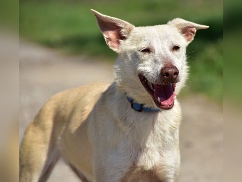 Lu ist eine zarte, sensible Hündin