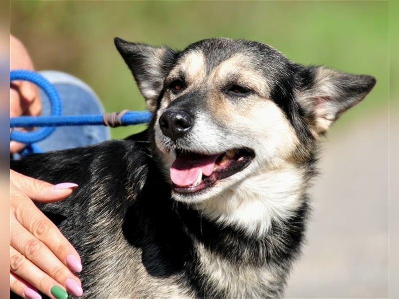 Bojar S240 freundet sich sofort mit jedem an Bojar S240 freundet sich sofort mit jedem an