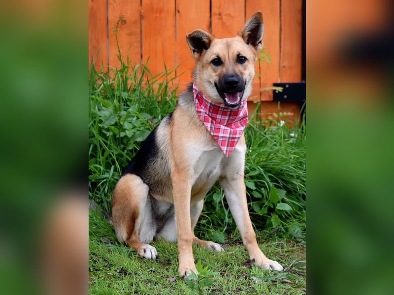 Bahari ist eine gute Laune Hündin Bahari ist eine gute Laune Hündin