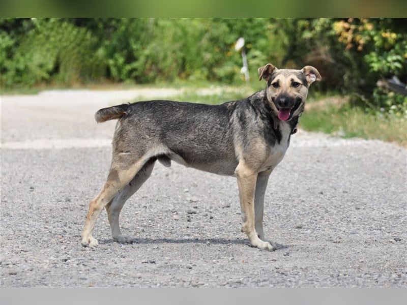 Hant sucht liebevolle, geduldige Menschen