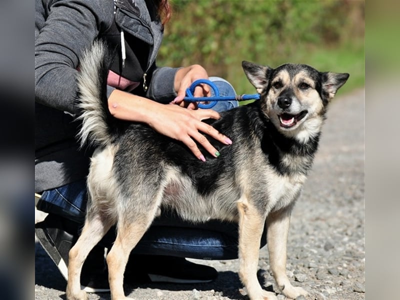 Bojar S240 freundet sich sofort mit jedem an Bojar S240 freundet sich sofort mit jedem an
