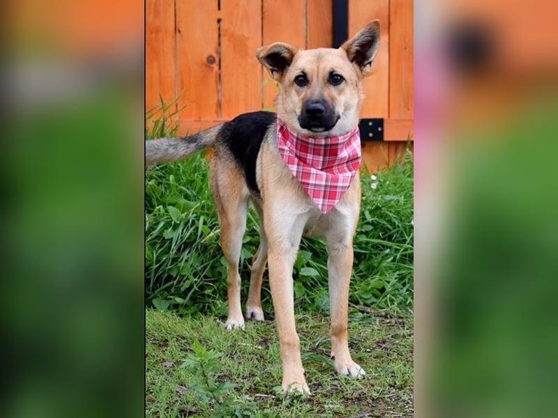 Bahari ist eine gute Laune Hündin Bahari ist eine gute Laune Hündin