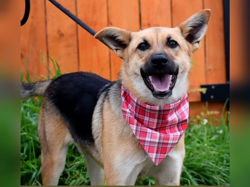 Bahari ist eine gute Laune Hündin Bahari ist eine gute Laune Hündin